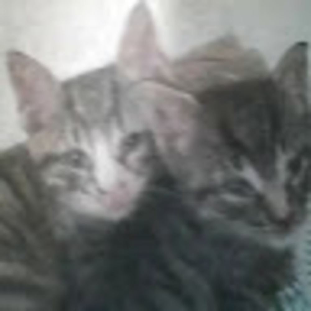 Meet your Posher, Eliza